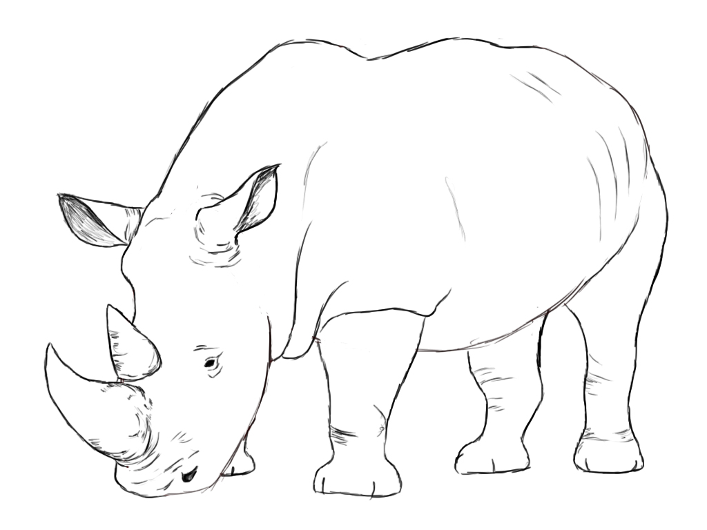 1024x768 How To Draw A Rhino