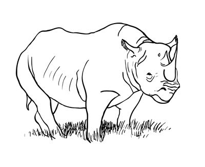 400x325 How To Draw A Rhinoceros