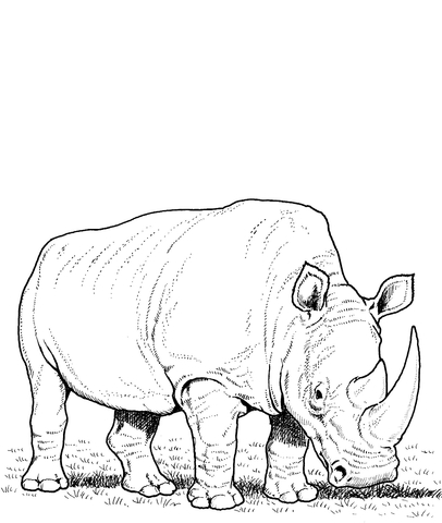 406x480 White Rhino Eating Grass Coloring Page Free Printable Coloring Pages