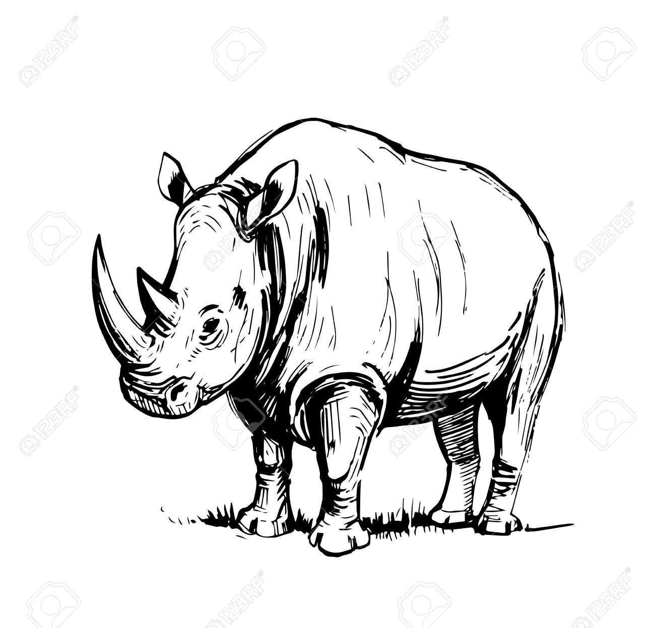 1300x1247 Sketch Of Rhinoceros. Royalty Free Cliparts, Vectors, And Stock