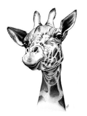 300x400 Gallery For Gt Pencil Drawings Of Giraffes Applique Quilt Ideas
