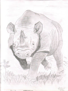 Rhino Pencil Drawing at GetDrawings | Free download