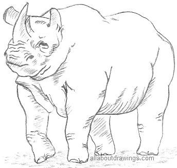 344x328 Best Of Rhino Photos Wildlife Pencil Drawings Animals