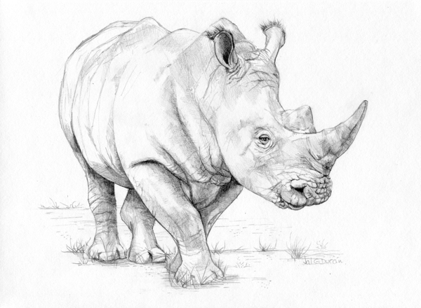 Rhino Pencil Drawing at GetDrawings | Free download