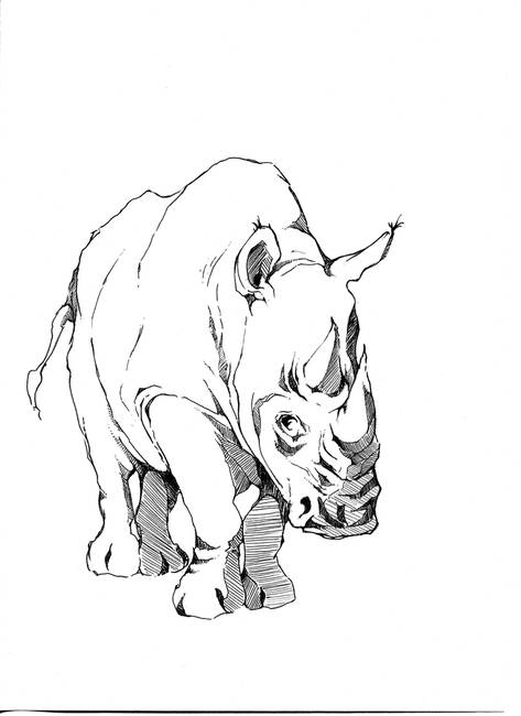473x650 Stunning Rhinoceros Pencil Drawings And Illustrations For Sale