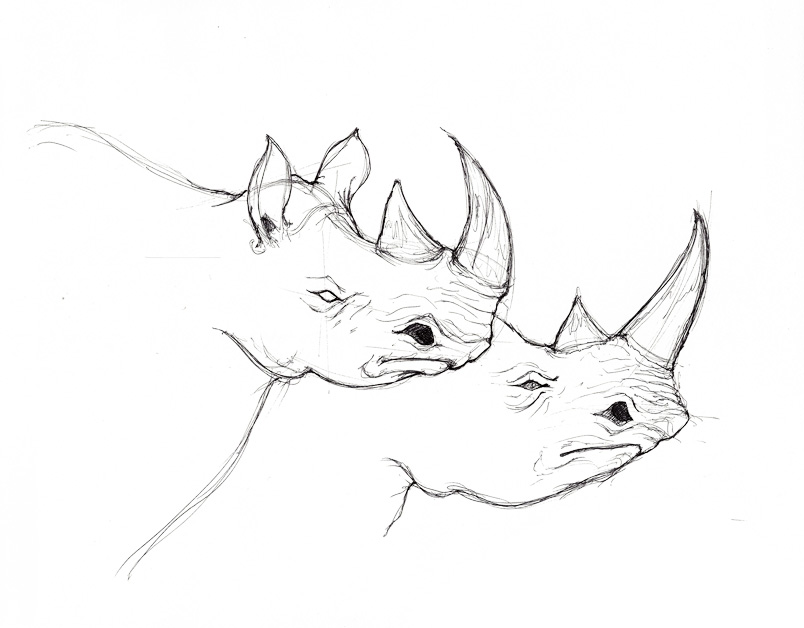 804x628 Drawn Rhino Rhino Head