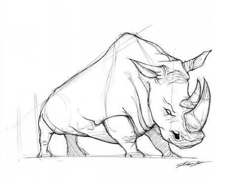 474x370 Image Result For Rhinoceros Donka Rhino Rhinoceros