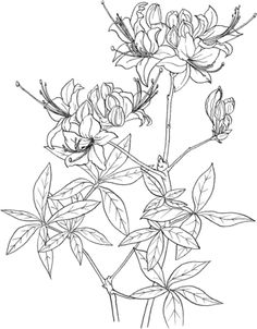 236x302 Magnolia 2 Super Coloring Drawing Flowers Tutorials