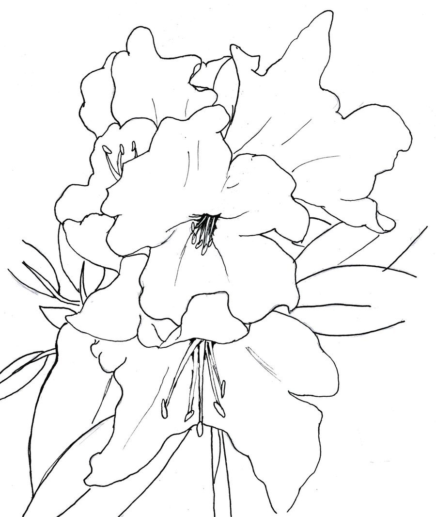 900x1066 Rhododendron Finished By Forgetsanity