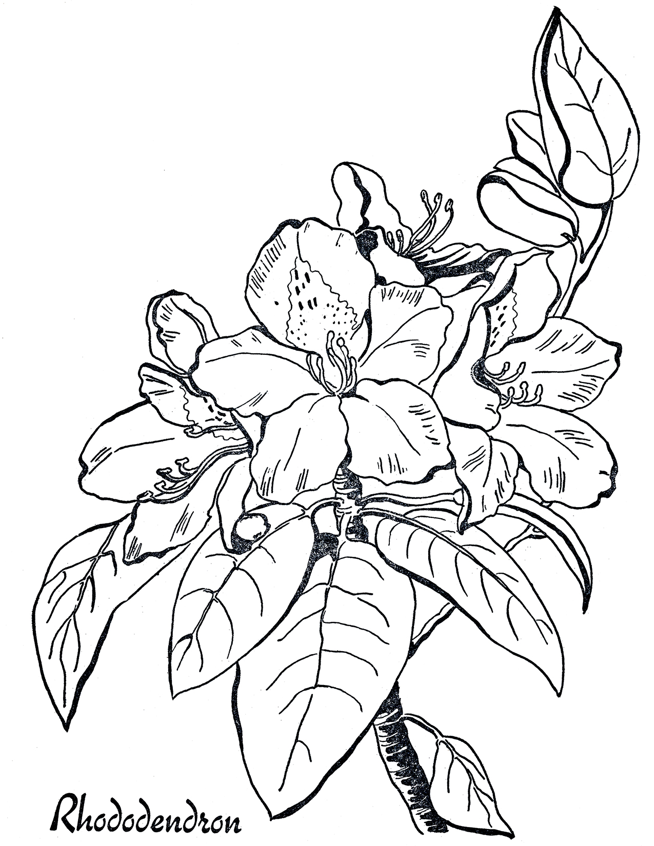 1275x1650 Rhododendron Line Art