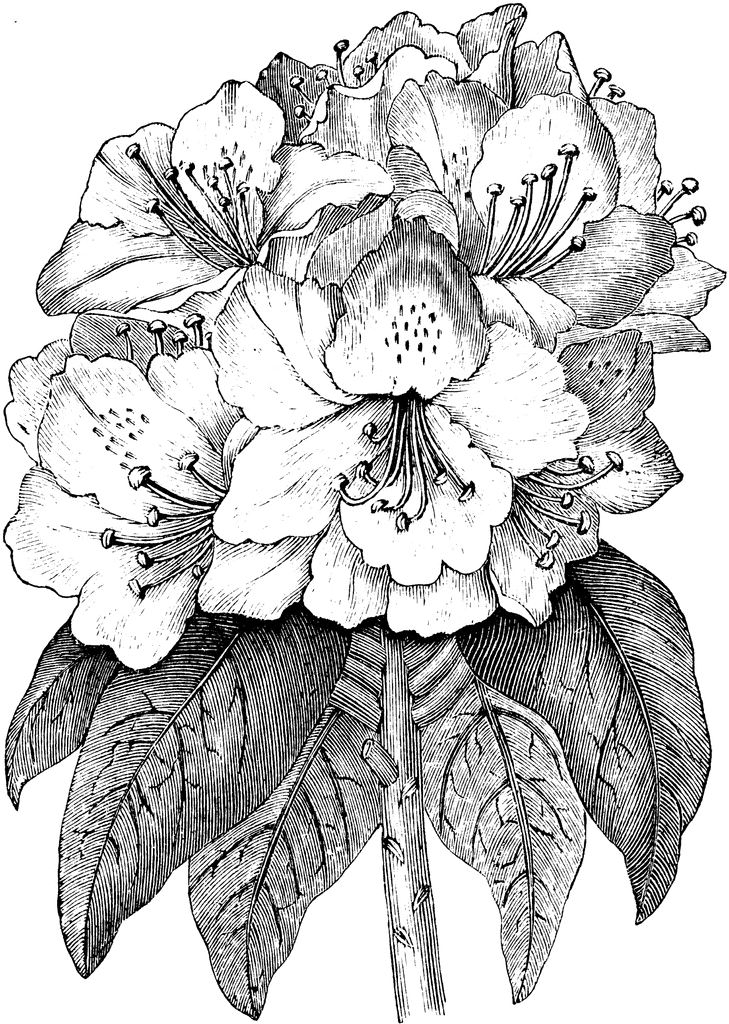 729x1024 Rhododendron Ponticum Clipart Etc