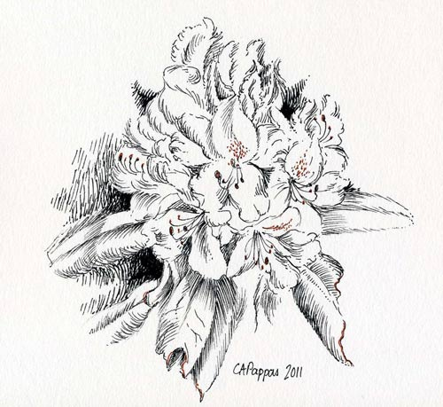 500x459 Sketching In Nature Rhododendron Blossom