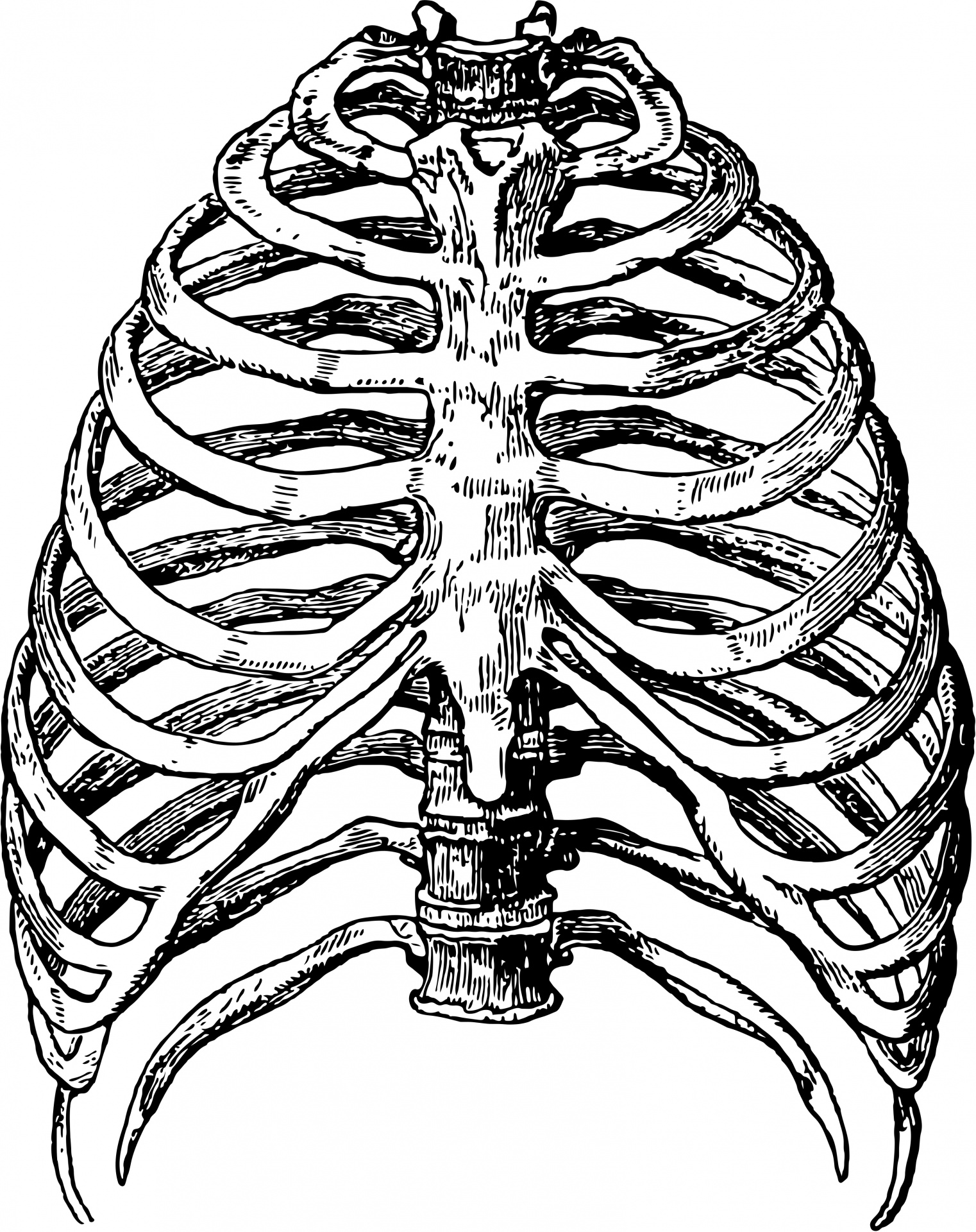 1522x1920 Rib Cage Clipart Black And White