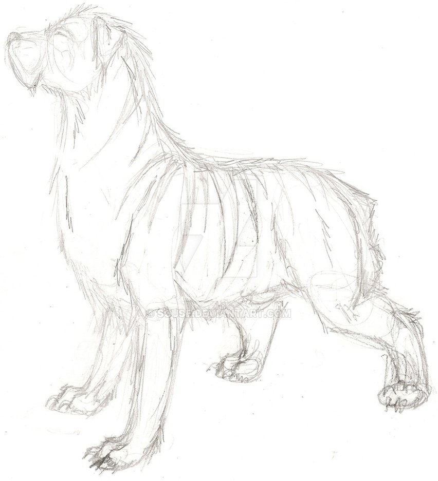 852x937 Ribcage Sketch By Scuse