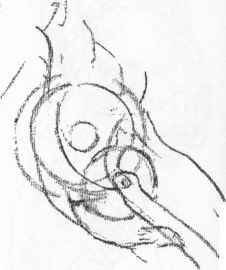 226x270 Torsoprofile