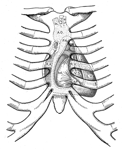 409x500 Heart Behind Rib Cage