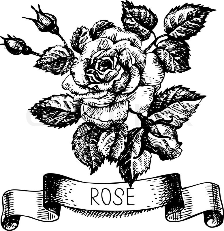 777x800 Sketch Floral Rose Banner With Ribbon. Hand Drawn Illustration
