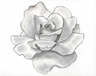 320x254 Rose Flower Drawing Wallpapers Beautiful Flowers Wallpapers