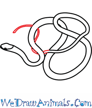 300x350 How To Draw An Eastern Ribbon Snake