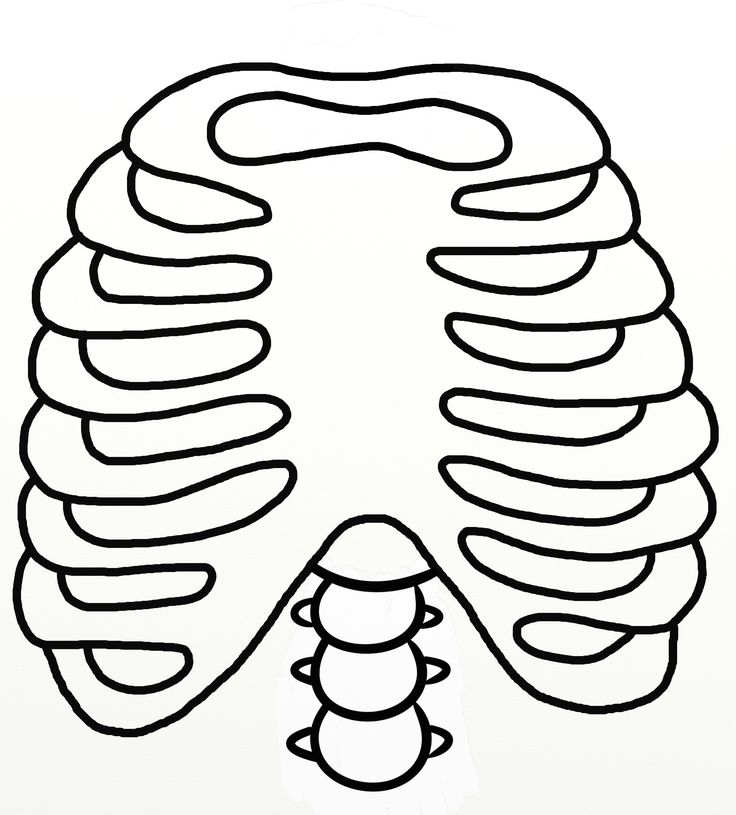 736x815 Easy Rib Cage Drawings
