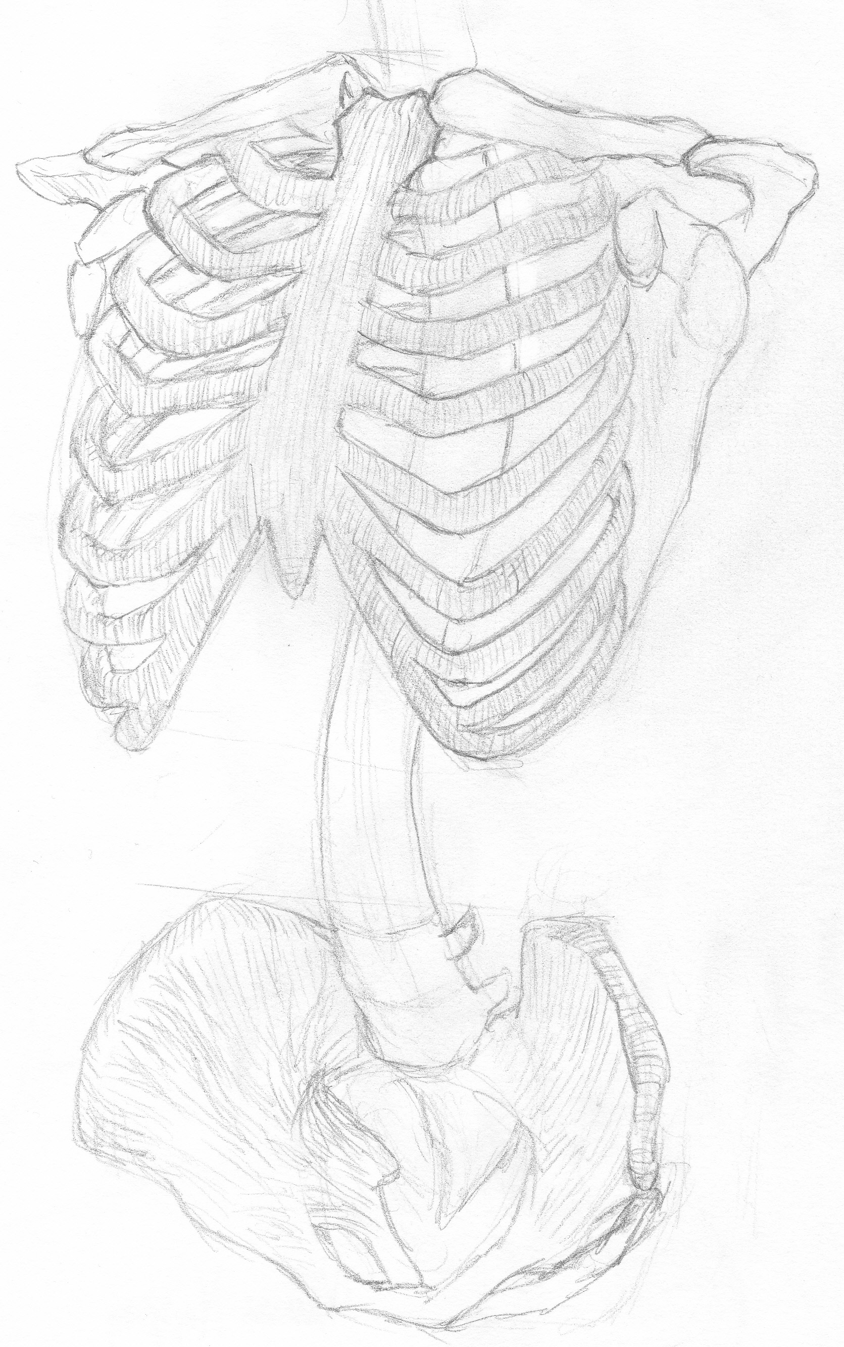 1671x2665 Pencil Drawing Skeleton Ribs And Pelvis My Sketchbook Drawings