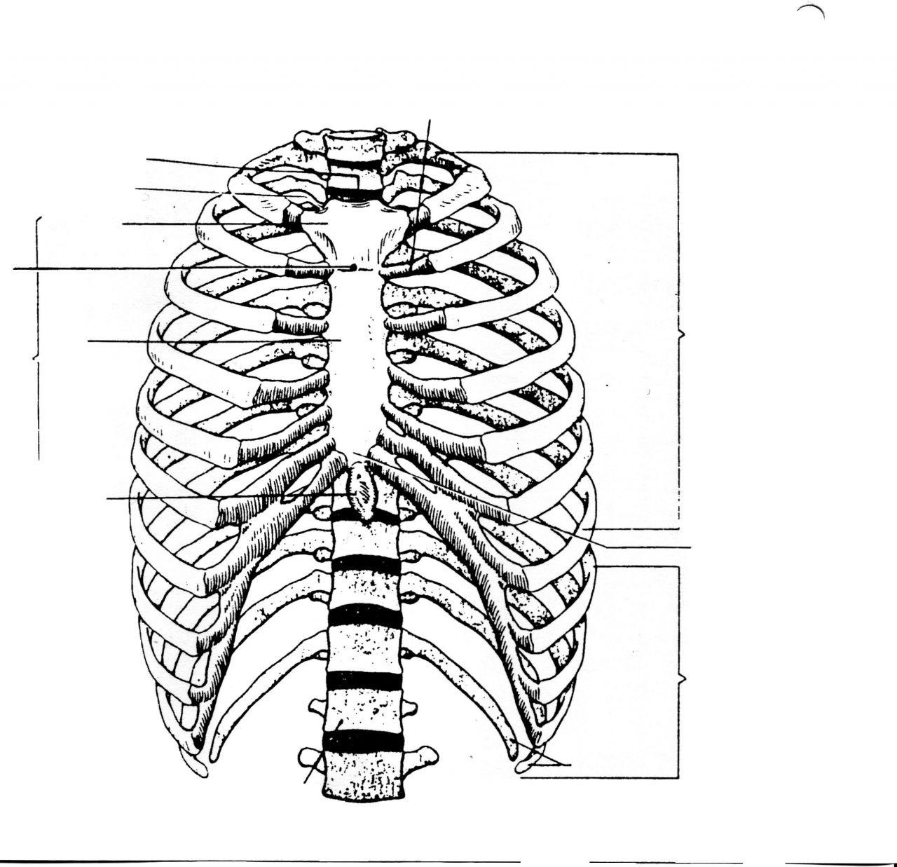 1280x1237 Rib Cage Diagram Labeled