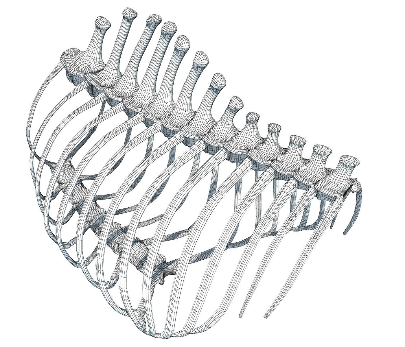 1400x1200 Animal Rib Cage 3d Model Cgtrader