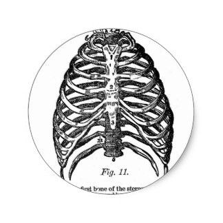 324x324 Rib Cage Stickers Zazzle