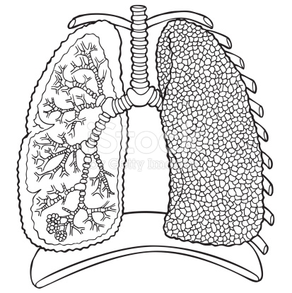 413x414 Ribcage Images Spiderpic Royalty Free Stock Photos