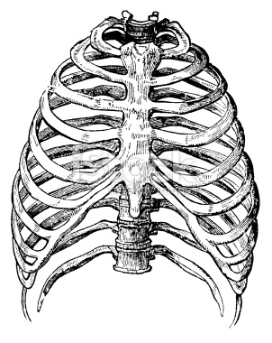 302x380 Ribcage