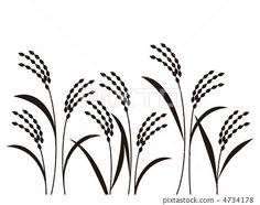 236x186 Image Result For Line Drawing Rice Plants Painting
