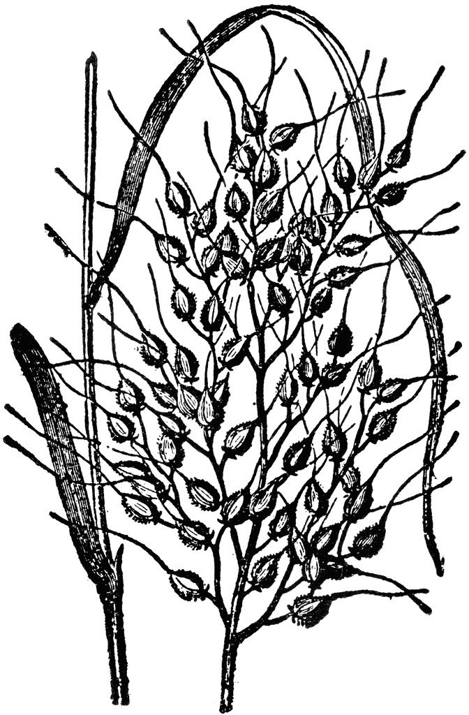 672x1024 Rice Clipart Etc