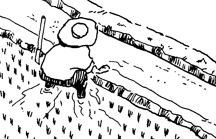 721x465 Rice Clam Culture