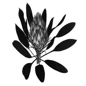 300x300 Innate Beauty