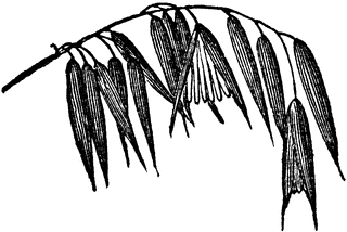 320x214 Indian Rice Grass Clipart Etc