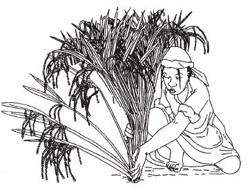 365x282 Intensive Rice Cultivation Teca