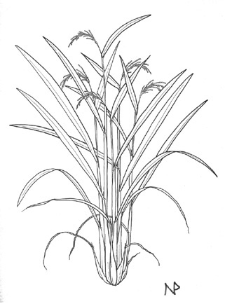 321x434 Oryza Anatomy