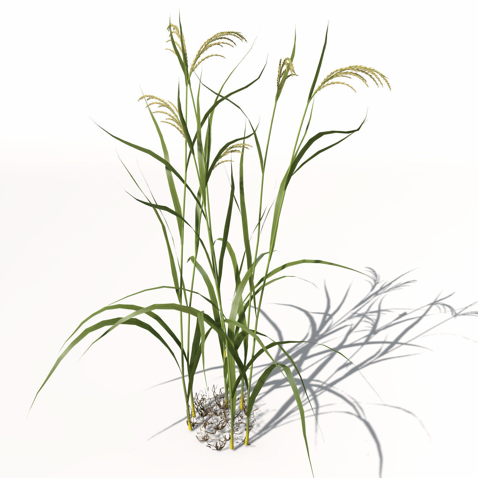 1600x1600 3d Xfrogplants Rice Cgtrader