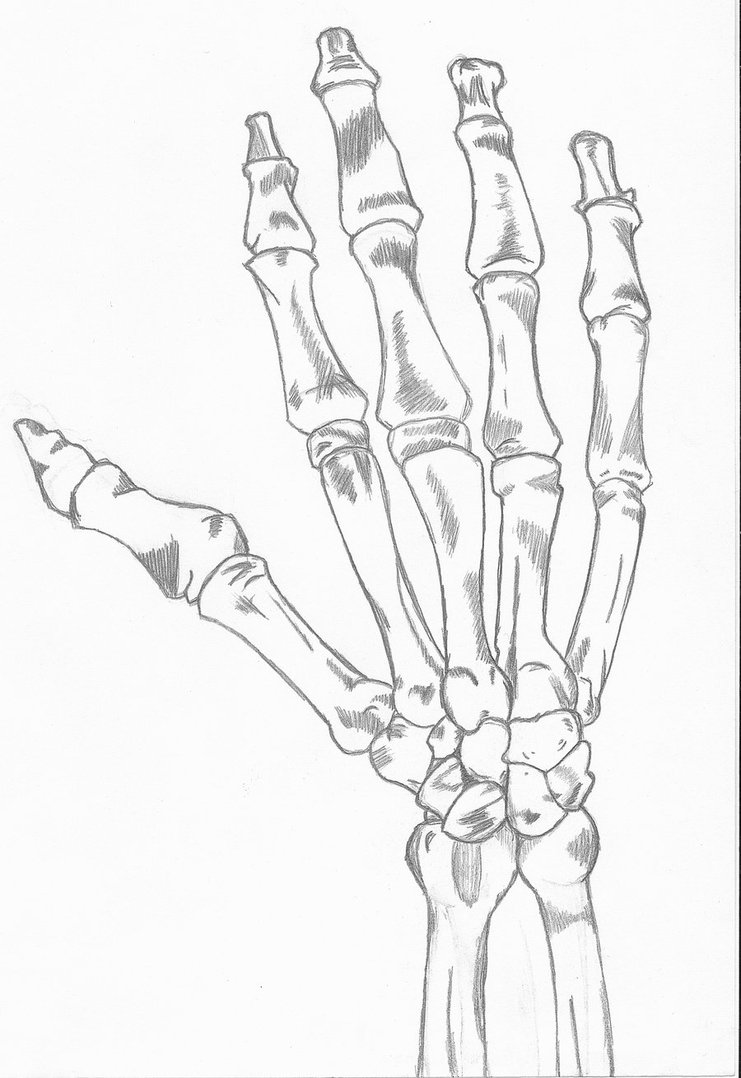 741x1078 Skeleton Right Hand By Hex Sk8ergirl