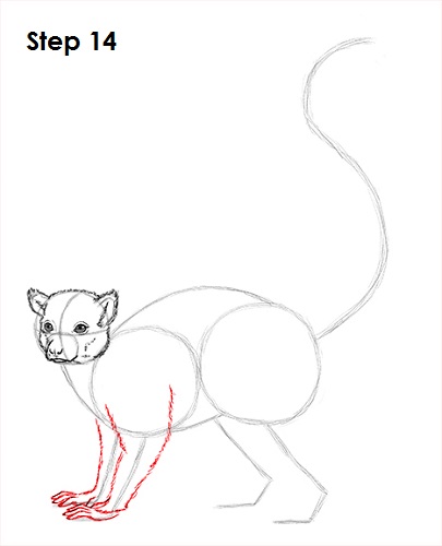 405x500 How To Draw A Ring Tailed Lemur