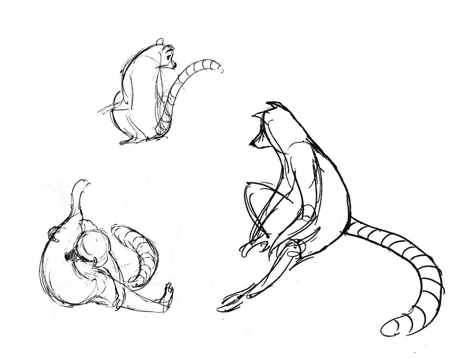 1600x1236 Ring Tailed Lemur Studies Michelle Santoso