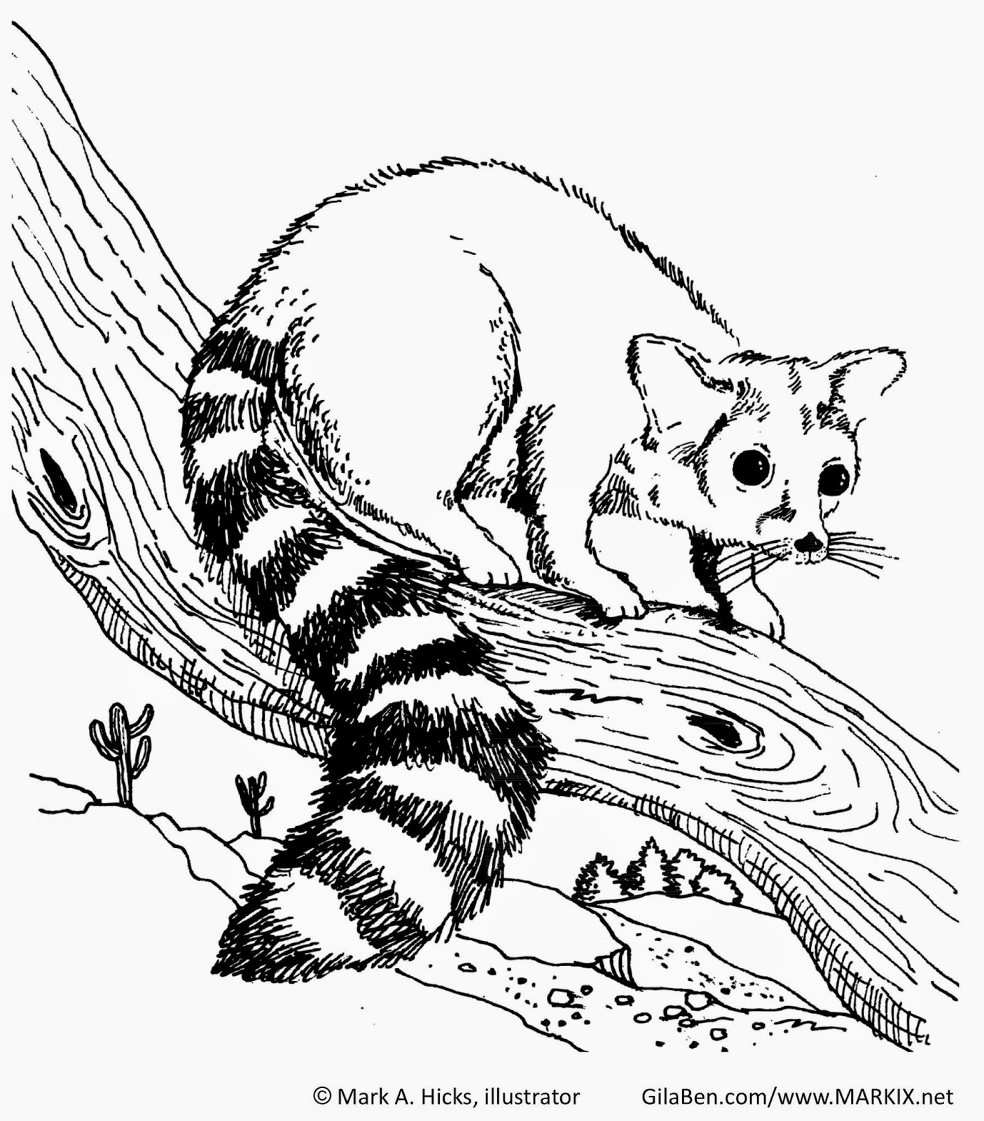 1405x1600 Suburban Naturalist Ringtails Arizona's State Mammal