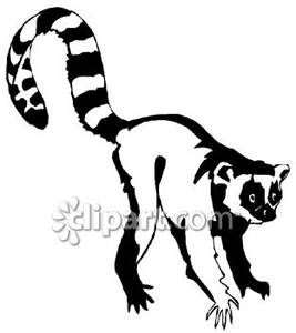 267x300 And White Ring Tailed Lemur