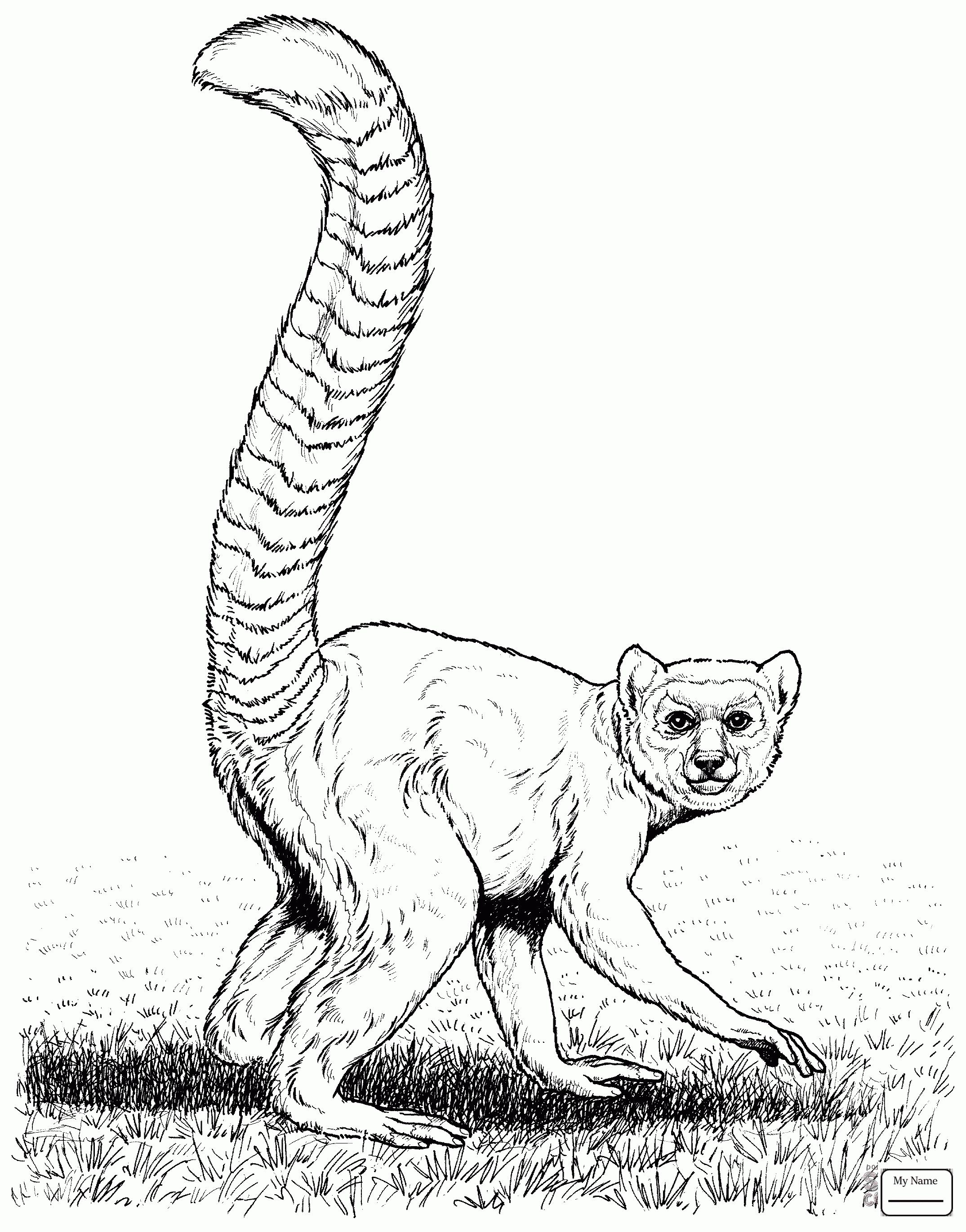 2149x2741 Mammals Aye Aye Madagascar Lemur Coloring Pages