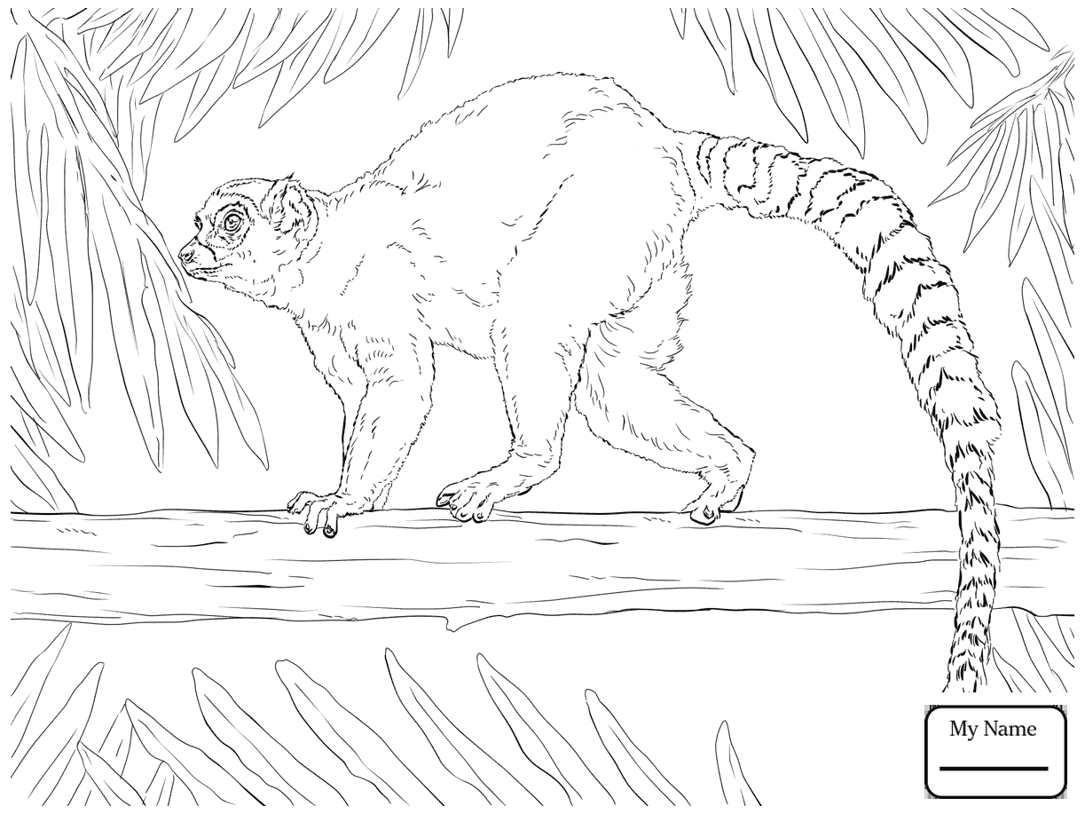 1223x917 Cute Ring Tailed Lemur Mammals Coloring Pages
