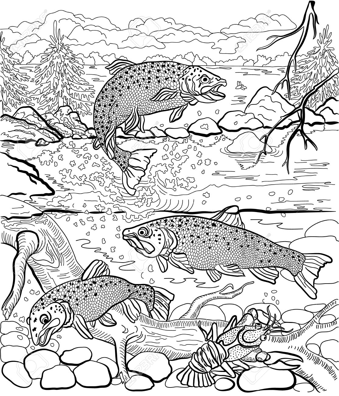 1114x1300 Underwater Life On The River. Trout And Cancer Swim Under Water