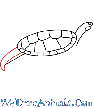 300x350 How To Draw A Mary River Turtle