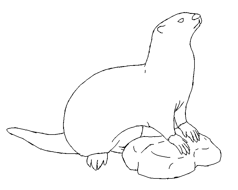 826x658 Otter Lineart By Kaylascelson