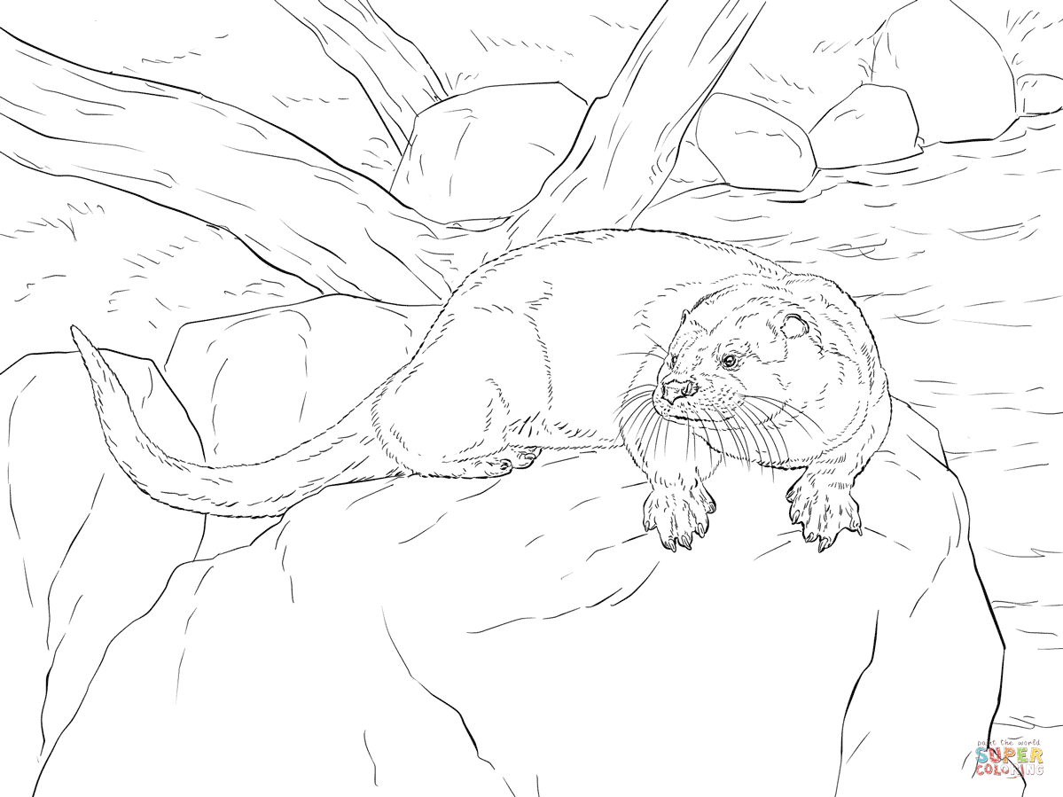 1199x899 How To Draw Otters
