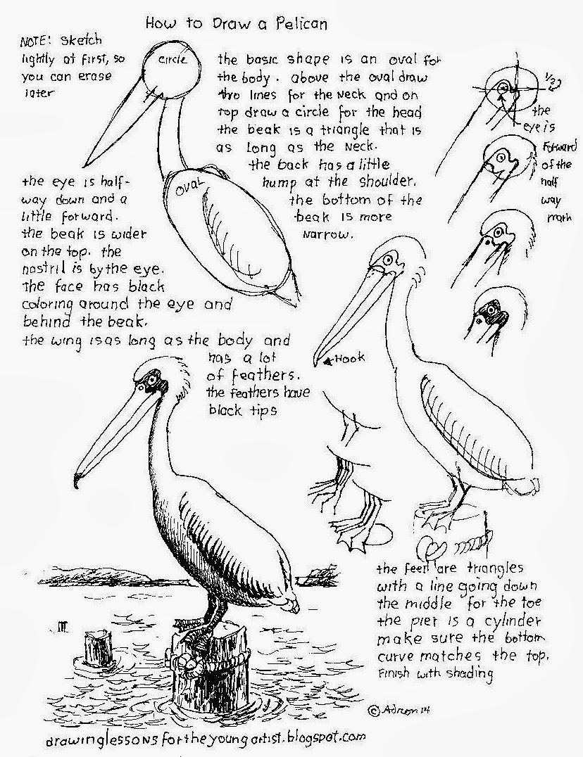 828x1076 How To Draw Worksheets For The Young Artist How To Draw A Pelican